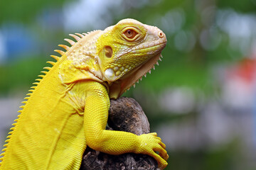 close up of a albino iguana