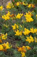 Bird foot trefoil Lotus lancerottensis in flower. San Bartolome. Lanzarote. Canary Islands. Spain.