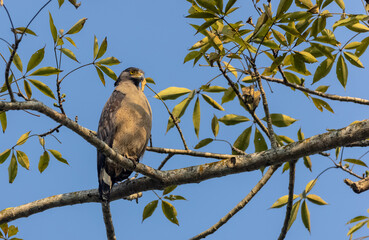 Portrait of Crested Serpent Eagle (Spilornis cheela) perched on tree branch and looking for prey with the yellow eye.