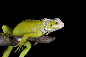 albino iguana on a black background