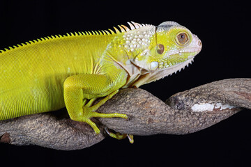 Obraz premium albino iguana on a black background