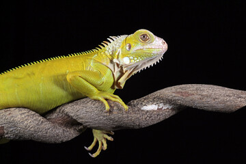 albino iguana on a black background