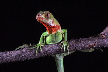 baby red iguana on black background