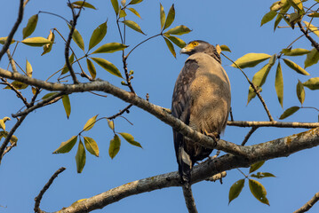 Portrait of Crested Serpent Eagle (Spilornis cheela) perched on tree branch and looking for prey...