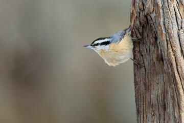 A red-breasted nuthatch pauses for a moment on an old stump in Wyoming.