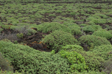 Shrubland of Euphorbia balsamifera. Malpais de La Corona. La Corona Natural Monument. Lanzarote....