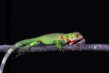 baby red iguana on black background
