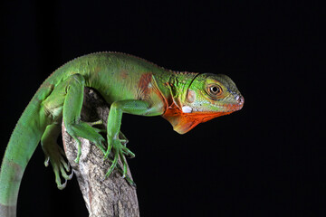 baby red iguana on black background