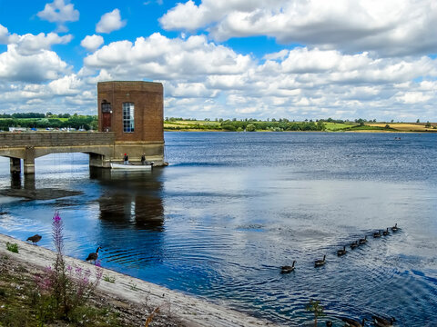 Geese swimming in a line out into Pitsford Reservoir, UK on a summers day