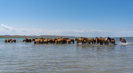 Fototapeta na wymiar Horses Termen Lake Mongolia Cooling