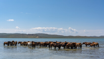 Fototapeta na wymiar Horses Termen Lake Mongolia