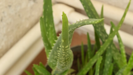 Aloe vera plant in plastic pot. Aloe vera is a useful plant that can be used for treatment. Selective focus.