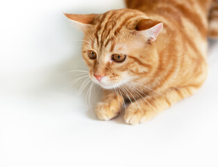 Funny young tabby red cat plays, isolated on white background.