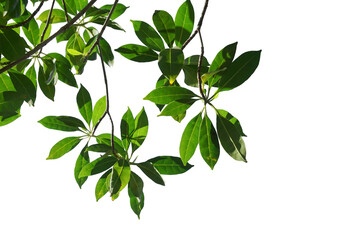 Green leaves on a white background