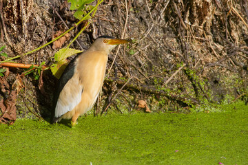 Little bittern, Ixobrychus minutus. A male bird stands in a river covered with green algae