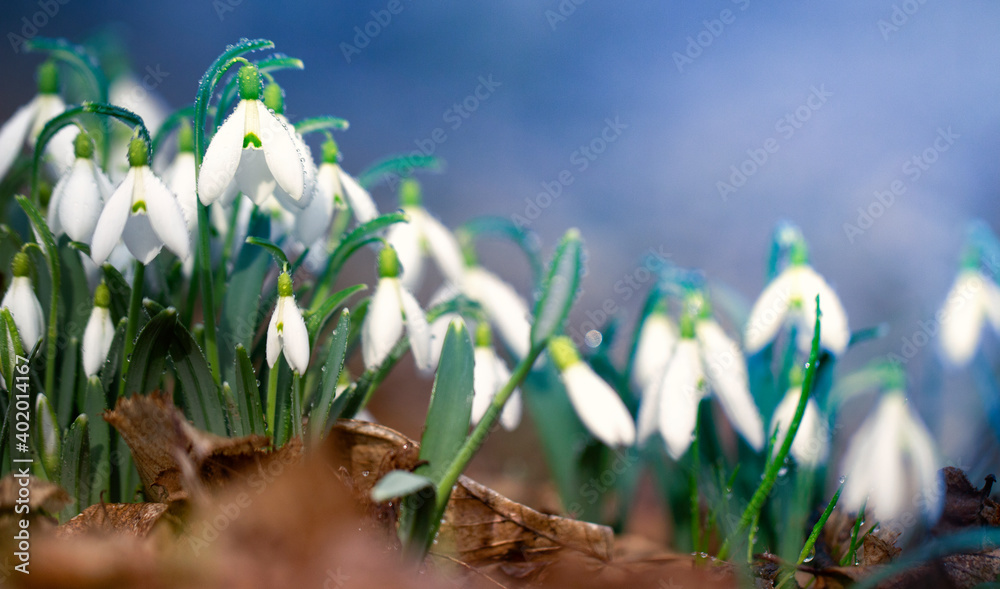 Wall mural Galanthus snowdrop, selective focus. Rare plant. A wonderful gift for Valentine's Day.