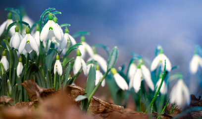 Galanthus snowdrop, selective focus. Rare plant. A wonderful gift for Valentine's Day.
