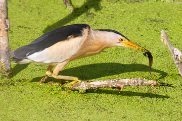 Little bittern, Ixobrychus minutus. A male bird holds prey in its beak