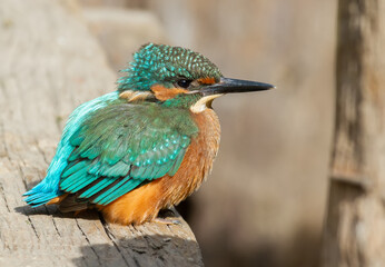 Сommon kingfisher, Alcedo atthis. A young bird sits on a wooden bridge above the river, the wind inflates its feathers