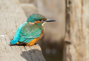 Сommon kingfisher, Alcedo atthis. A young bird sits on a wooden bridge over the river