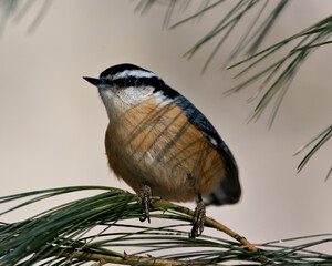 Nuthatch stock photos. Close-up profile view perched on a fir tree branch in its environment and habitat with a blur background, displaying feather plumage. Image. Picture. Nuthatch stock photos.