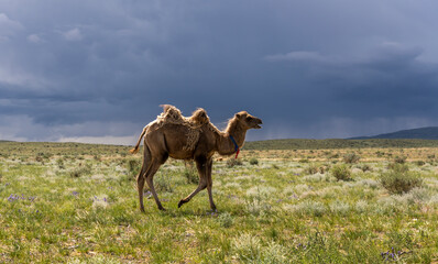 Running Camel on Steppe Mongolia