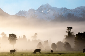 Early morning fog at the New Zealand West Coast, Southern Alps, in Westland Tai Poutini National...