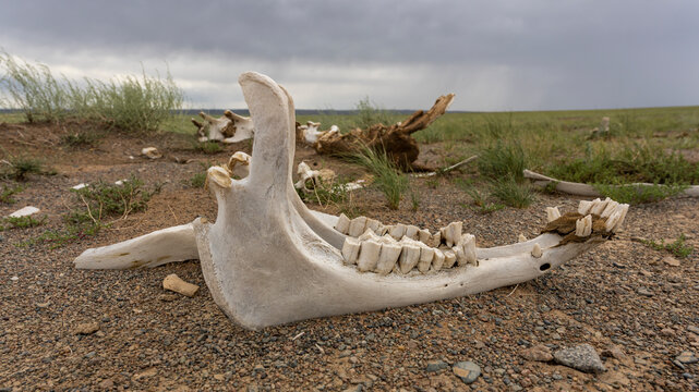 Skeleton Jaw of Horse Mongolia