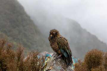 Beautiful Kea bird in the rain in Arthur's Pass National Park in New Zealand's Southern Alps