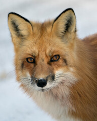 Red Fox Stock Photos. Red fox head shot close-up profile view looking at camera with a blur background in the winter season in its environment and habitat. Fox Image. Picture. Portrait.