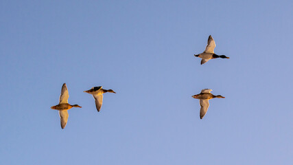 A group of ducks in the winter morning sky.