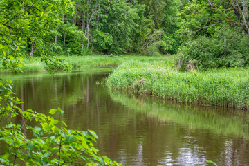 The river bank is overgrown with reeds. Forest. Bend of the Ogre River. The nature of Latvia.