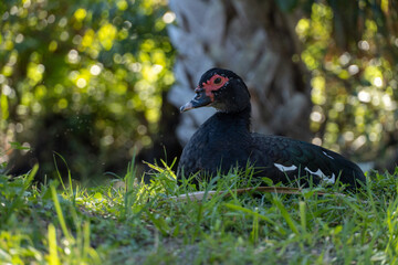Full body image of a Muscovy Duck Resting in front of Palm tree in Stuart Florida