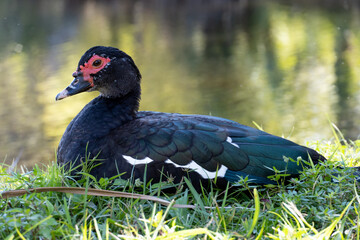 Full body image of a Muscovy Duck Resting in front of Pond in Stuart Florida