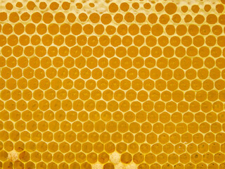 Fresh Honey In Comb. Beewax comb structure abstract pattern. Yellow Honey cells texture background.