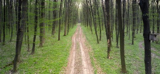 Obraz premium Dirt road in the spring forest. Top view.