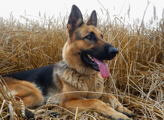 German shepherd posing on the background of ripe wheat spikelets