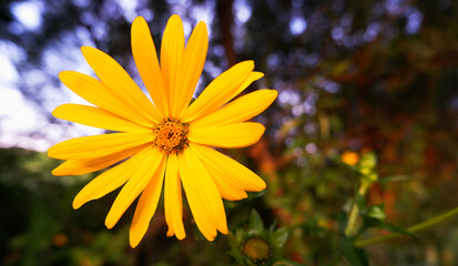 Beautiful yellow flower Rudbekia close-up against the background of foliage and blue sky