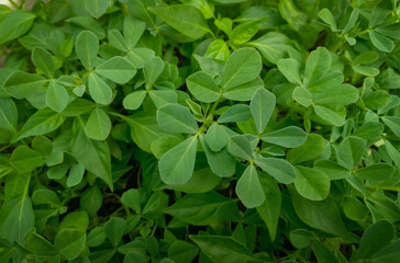 close up of green leaves, foliage plant growing in garden, nature photography, organic farming plantation