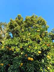 Tangerine from Jeju Island, Korea, Watson pomelo