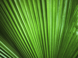 Full Frame Background of Green Palm Leaf Texture