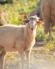 Naklejka premium Oveja en menorca