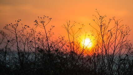 orange sunset sunrise with tall grass silhouetted 