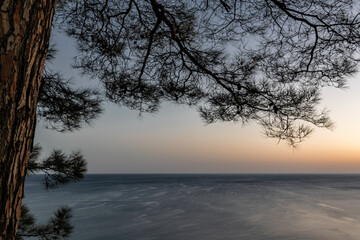 Fototapeta na wymiar Sunset in a pine forest on the Black Sea