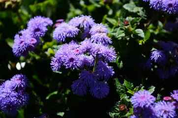 Floss flower Awesome leilani blue or ageratum blue bouque in green background, Alchemilla epipsila