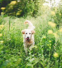 Nice dog running on blooming meadow