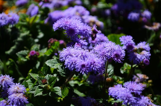 Floss flower Awesome leilani blue or ageratum blue bouque in green background, Alchemilla epipsila