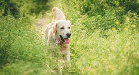Nice dog running on blooming meadow
