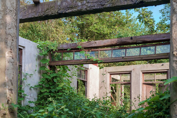 The wall in the an abandoned wrecked house with empty windows and doorway overgrown with green ivy and plants