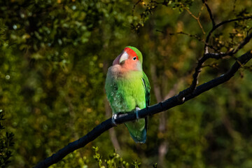 Rosy-faced Lovebird (Agapornis roseicollis)